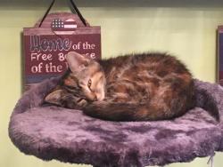 Lost Female Cat last seen Broadway (by the Speedway and Urbancrest area, Grove City, OH 43123