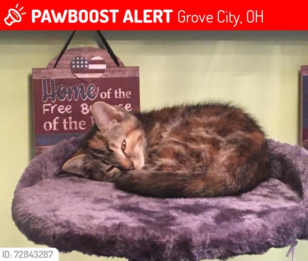 Lost Female Cat last seen Broadway (by the Speedway and Urbancrest area, Grove City, OH 43123