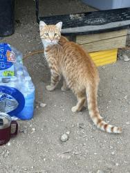 Lost Male Cat last seen Salisbury and Custer ave , Lakewood, CO 80226