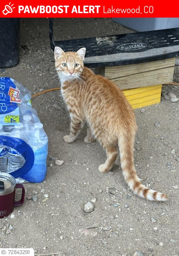 Lost Male Cat last seen Salisbury and Custer ave , Lakewood, CO 80226