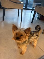 Lost Male Dog last seen Montpelier park , Greater London, England W5