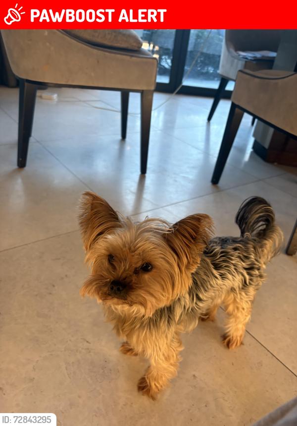 Lost Male Dog last seen Montpelier park , Greater London, England W5