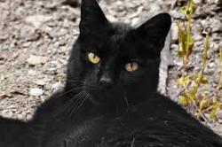 Lost Male Cat last seen Lincoln Ave, W Broadway, Council Bluffs, IA 51503