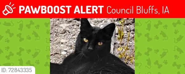 Lost Male Cat last seen Lincoln Ave, W Broadway, Council Bluffs, IA 51503