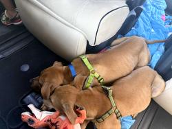 Found/Stray Male Dog last seen Neighborhood , Yulee, FL 32097