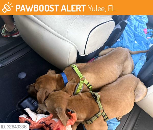 Found/Stray Male Dog last seen Neighborhood , Yulee, FL 32097