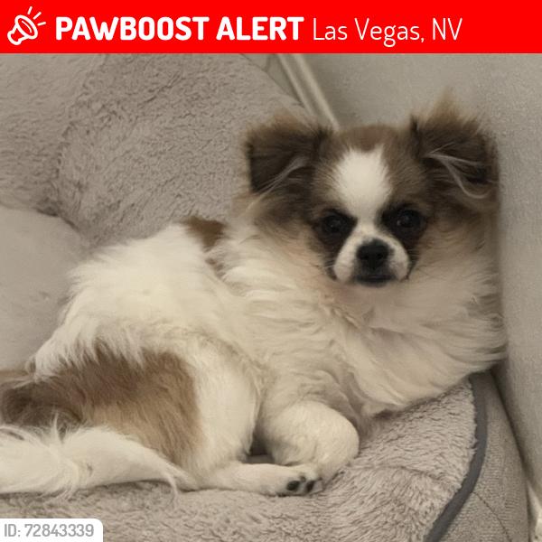 Lost Female Dog last seen Laverton Drive and Junction Hill, Las Vegas, NV 89134