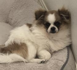 Lost Female Dog last seen Laverton Drive and Junction Hill, Las Vegas, NV 89134