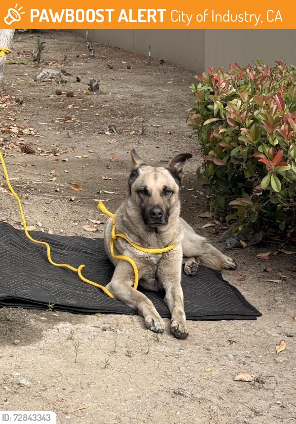 Found/Stray Male Dog last seen Baker Pkwy and Grand Crossing, City of Industry, CA 91765