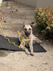 Found/Stray Male Dog last seen Baker Pkwy and Grand Crossing, City of Industry, CA 91765