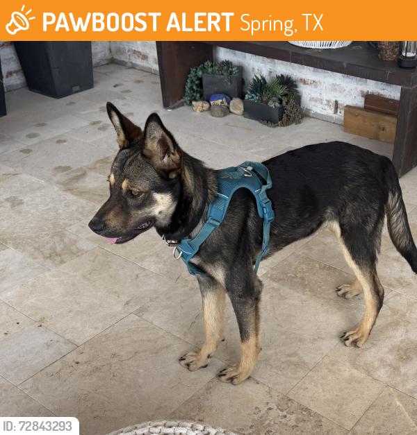 Found/Stray Male Dog last seen East of Gosling , Spring, TX 77373