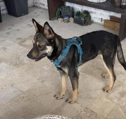 Found/Stray Male Dog last seen East of Gosling , Spring, TX 77373