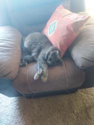 Lost Male Cat last seen Falcon Crest and Horizon , Mesquite, NV 89027