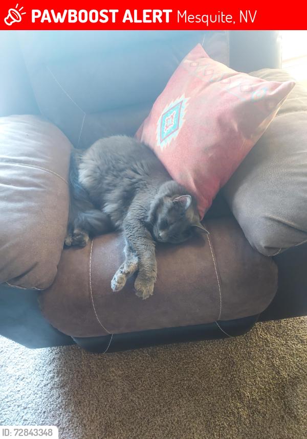 Lost Male Cat last seen Falcon Crest and Horizon , Mesquite, NV 89027