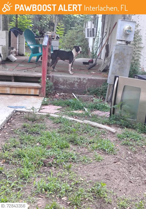 Found/Stray Male Dog last seen Dogwood Street and oak circle, Interlachen, FL 32148