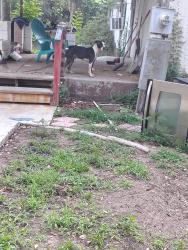 Found/Stray Male Dog last seen Dogwood Street and oak circle, Interlachen, FL 32148