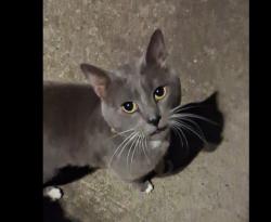 Lost Male Cat last seen 40th and Drexler, University Place, WA 98466