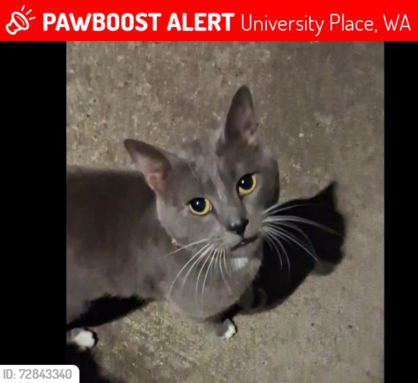 Lost Male Cat last seen 40th and Drexler, University Place, WA 98466