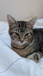 Lost Male Cat last seen Alabama & Montcalm, San Francisco, CA 94110