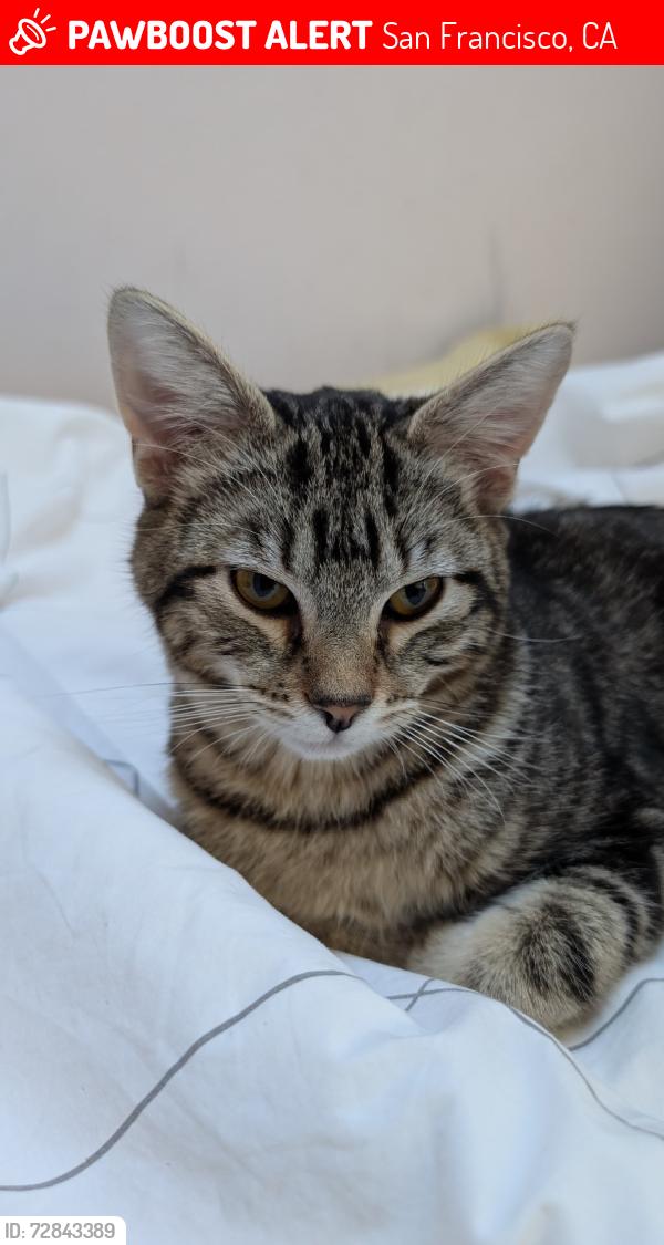 Lost Male Cat last seen Alabama & Montcalm, San Francisco, CA 94110