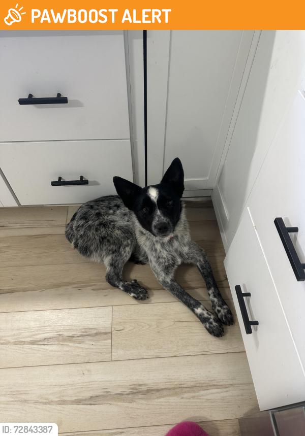 Found/Stray Female Dog last seen s hill pkwy, Habersham County, GA 30563
