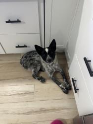 Found/Stray Female Dog last seen s hill pkwy, Habersham County, GA 30563