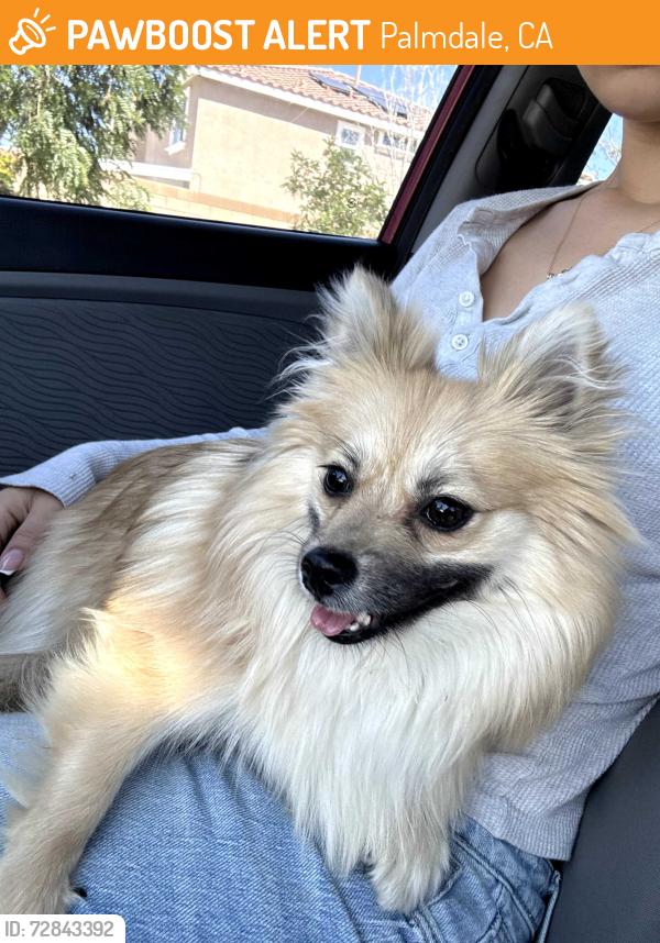 Found/Stray Female Dog last seen 50th st east Palmdale near roundabout , Palmdale, CA 93552
