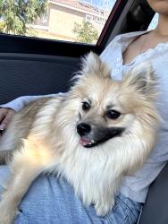 Found/Stray Female Dog last seen 50th st east Palmdale near roundabout , Palmdale, CA 93552