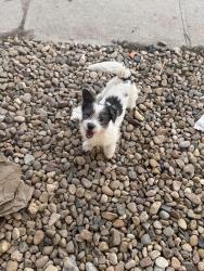 Lost Male Dog last seen Jamaica st & colfax ave by Taco Bell , Aurora, CO 80010