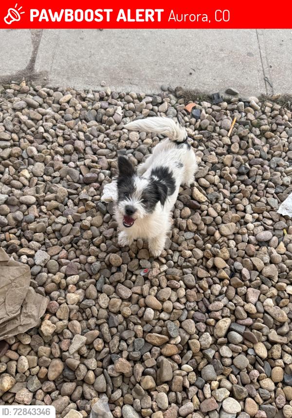Lost Male Dog last seen Jamaica st & colfax ave by Taco Bell, Aurora, CO 80010