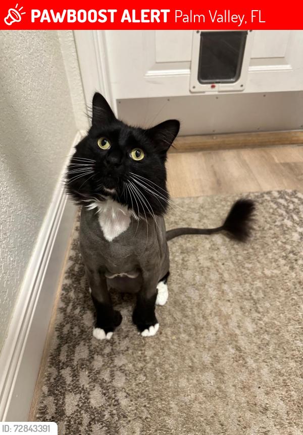 Lost Male Cat last seen Burning Pine and Fairfield Blvd and A1A, Palm Valley, FL 32082