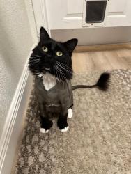 Lost Male Cat last seen Burning Pine and Fairfield Blvd and A1A, Palm Valley, FL 32082
