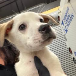 Shelter Stray Male Dog last seen , Memphis, TN 38133