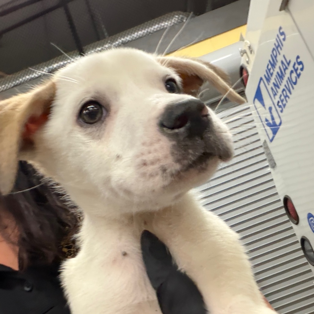 Shelter Stray Male Dog last seen , Memphis, TN 38133