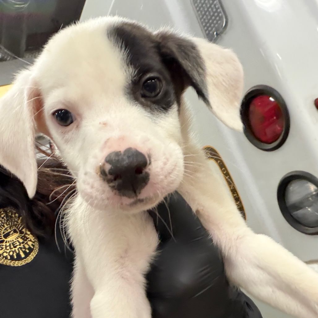 Shelter Stray Male Dog last seen , Memphis, TN 38133