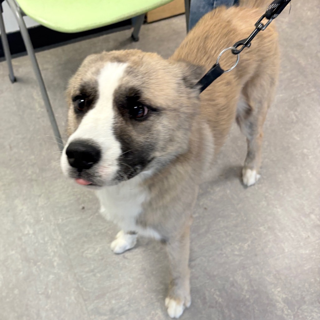 Shelter Stray Male Dog last seen , Philadelphia, PA 19140