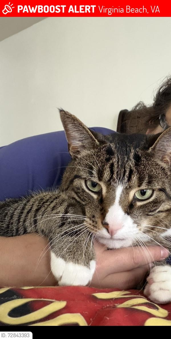 Lost Male Cat last seen Lawson Hall Road, Virginia Beach, VA 23455