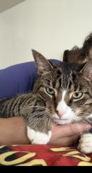 Lost Male Cat last seen Lawson Hall Road, Virginia Beach, VA 23455
