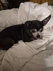 Lost Female Dog last seen Leah hill, Auburn, WA 98092
