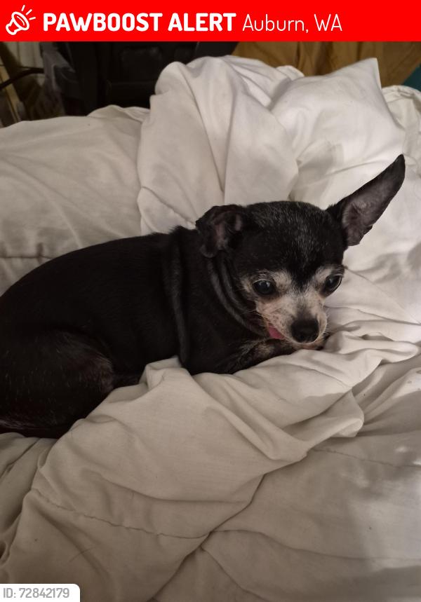 Lost Female Dog last seen Leah hill, Auburn, WA 98092