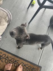 Found/Stray Female Dog last seen She was on Gull road eating from trash can had a bag around her neck , Palm Beach Gardens, FL 33410
