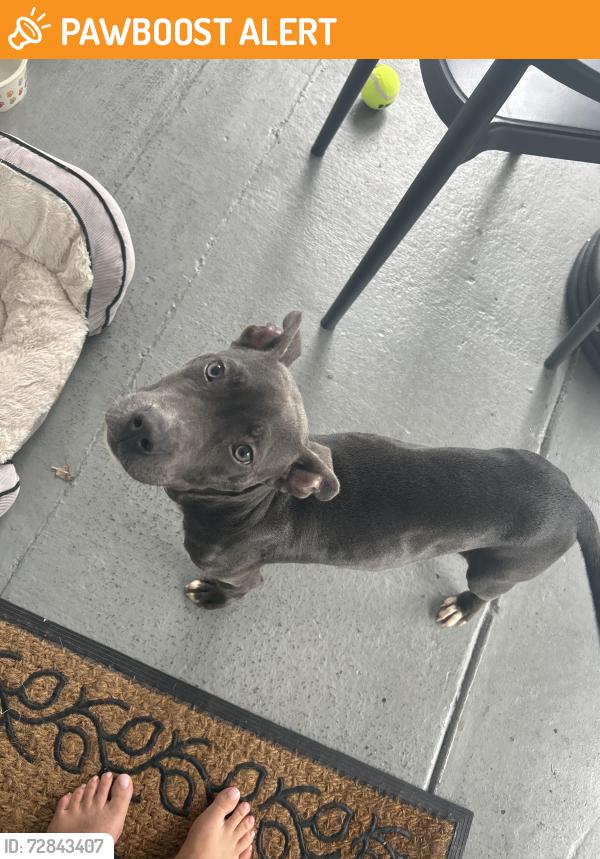Found/Stray Female Dog last seen She was on Gull road eating from trash can had a bag around her neck , Palm Beach Gardens, FL 33410
