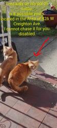 Found/Stray Unknown Cat last seen West Creighton Ave near Fairfield avenue , Fort Wayne, IN 46807