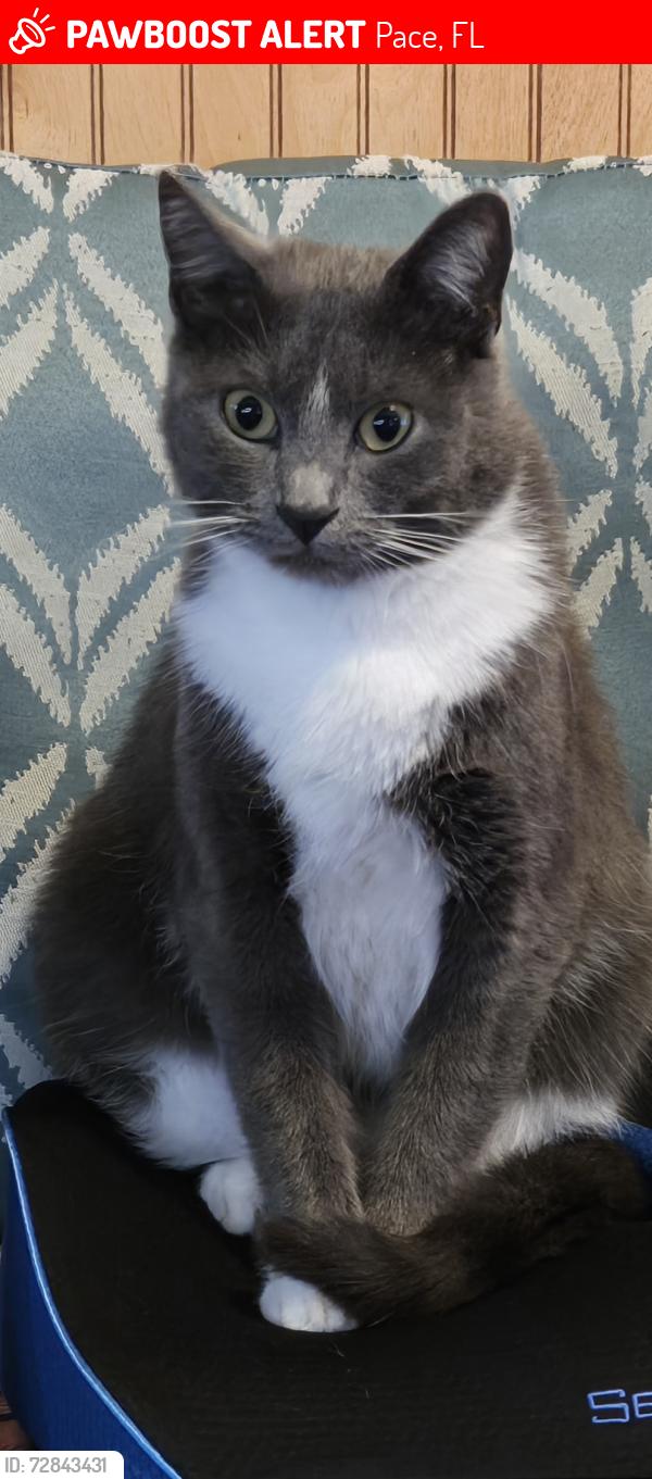 Lost Female Cat last seen Woodbine rd, Pace, FL 32571