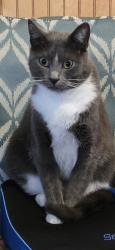 Lost Female Cat last seen Woodbine rd, Pace, FL 32571