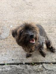 Lost Female Dog last seen Court rd / south post oak , Houston, TX 77053