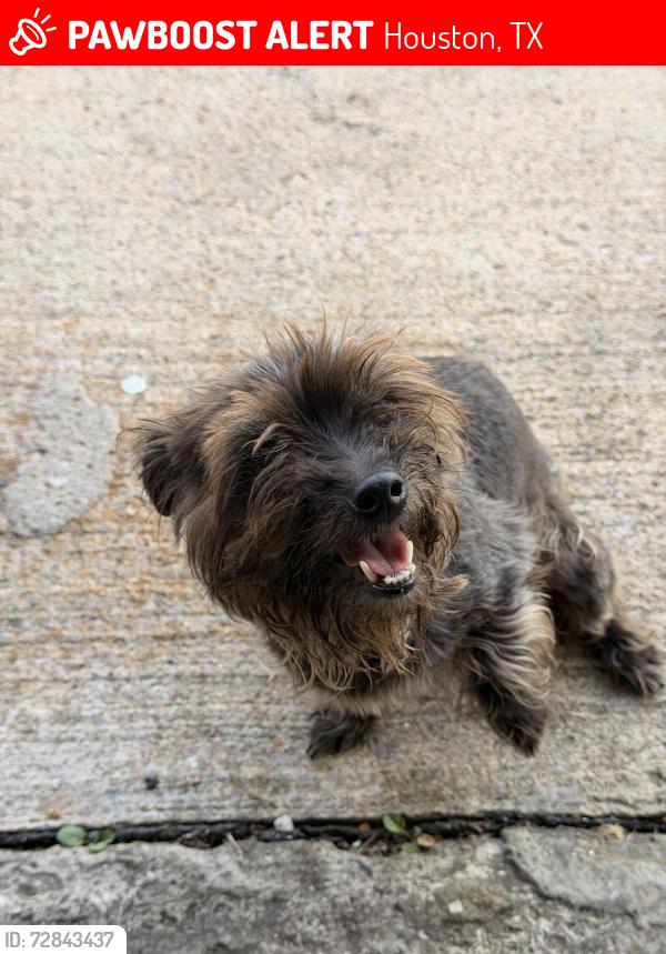Lost Female Dog last seen Court rd / south post oak , Houston, TX 77053