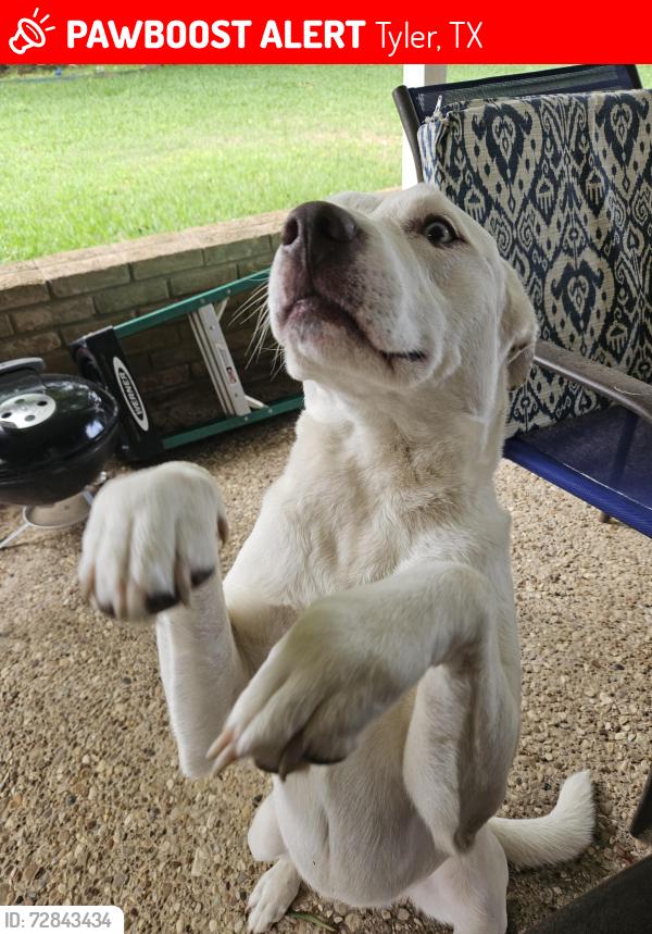Lost Female Dog last seen Paluxy & Copeland , Tyler, TX 75703