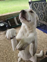 Lost Female Dog last seen Paluxy & Copeland , Tyler, TX 75703