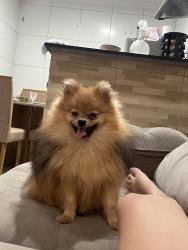 Lost Male Dog last seen Rua Seabra sobrinho 135, vila centenário , Vila Centenario, RJ 25030-190